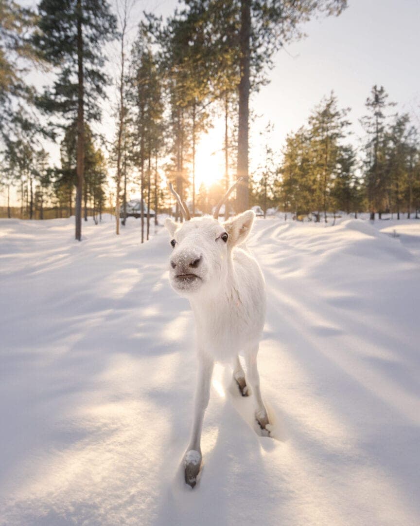 Holman Family Adventure to Lapland - Ivalo - photo 2