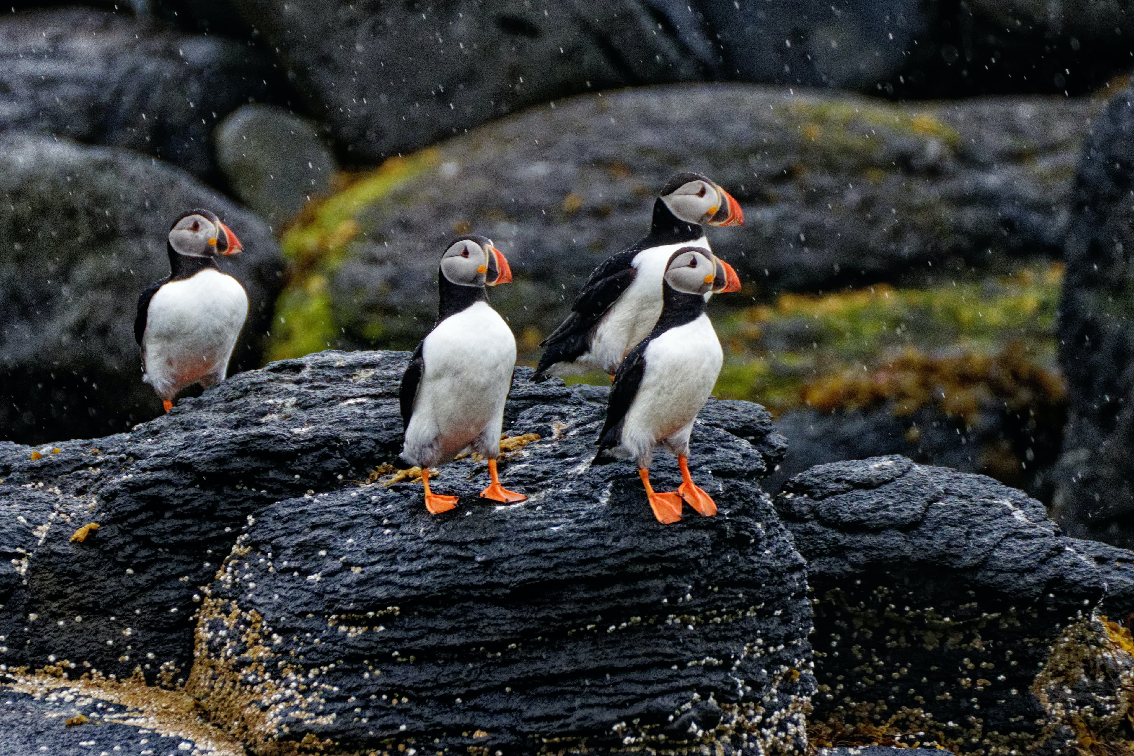 An Extended Journey from Iceland to the Vibrant Heart of Cop - photo 2
