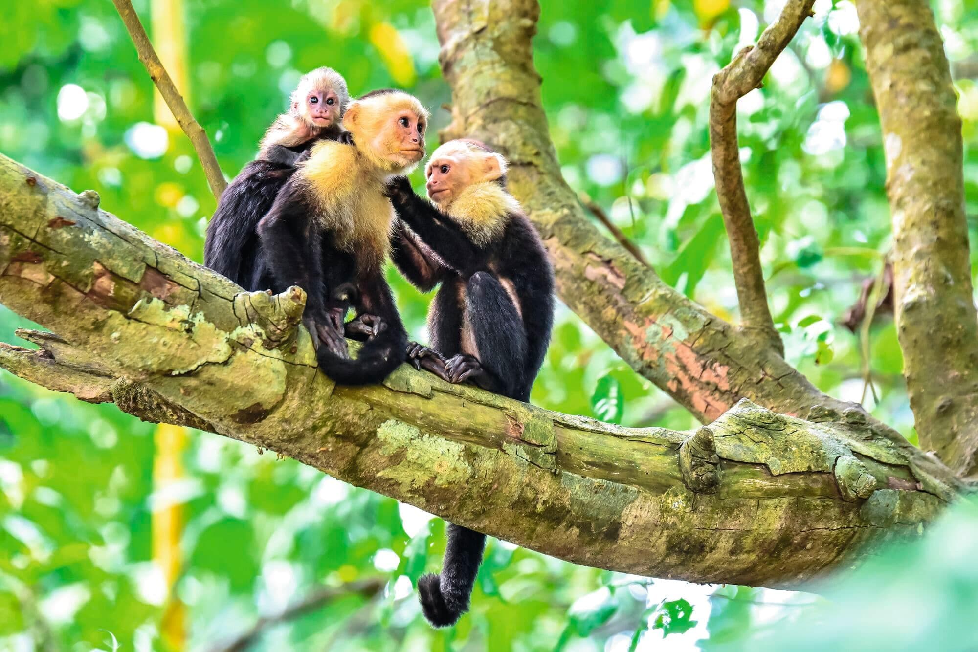 Explore Exotic Costa Rica - photo 2
