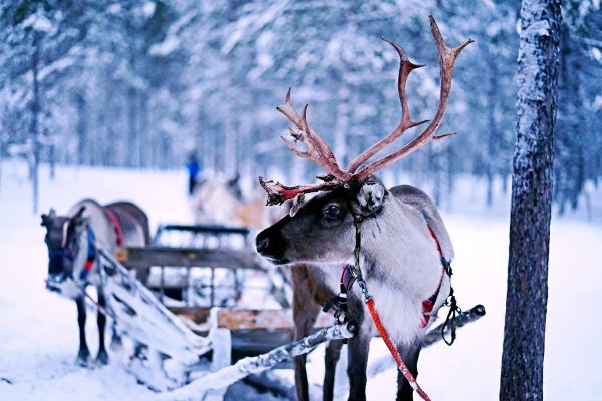 Lapland Hotel Hetta - photo 3
