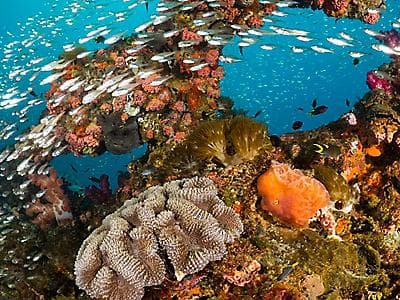 🌏🛳️Sydney Stay & Great Barrier Reef Celebrity Cruise🌏🛳️